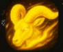yellowram